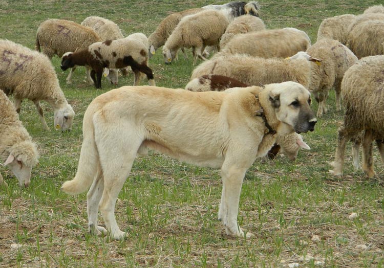 Chien Kangal