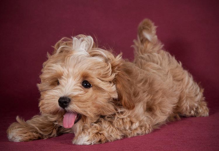 chiot Maltipoo