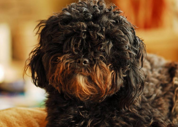 Qui sont les Maltipoos ?