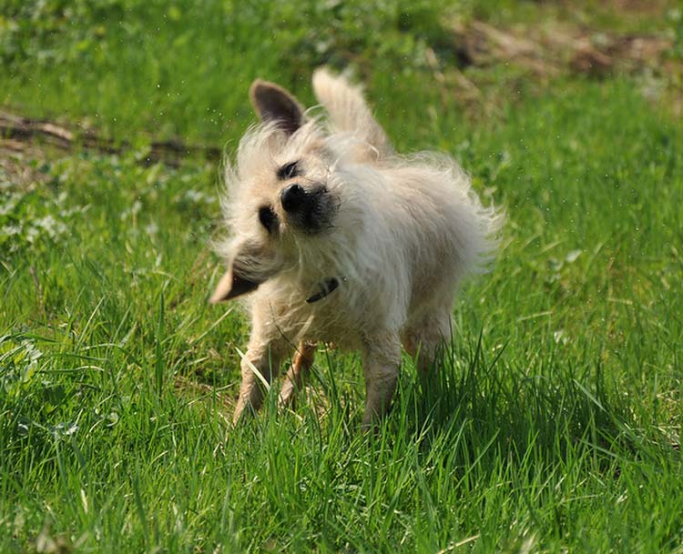 Lumière du dragon de Moscou