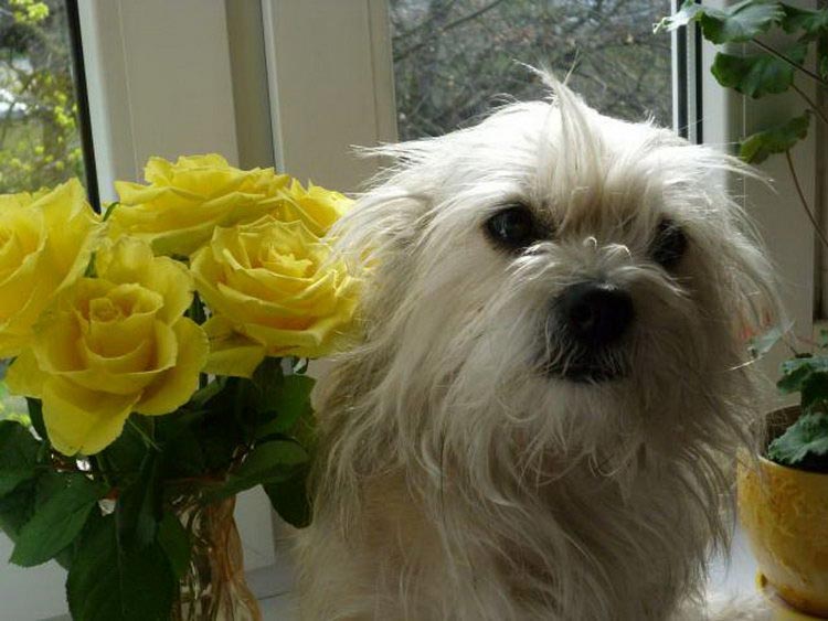 fille dragon de Moscou