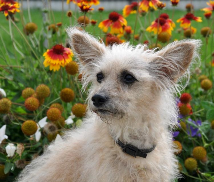 Dragon de Moscou en fleurs