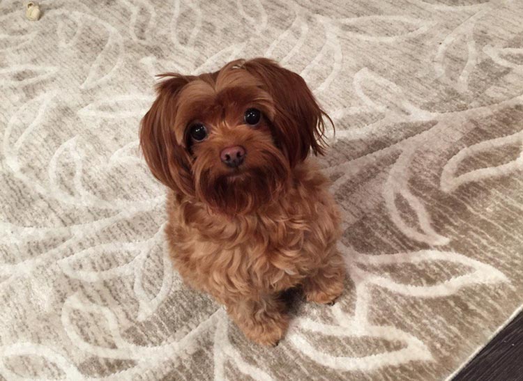 orchidée domestique de Saint-Pétersbourg