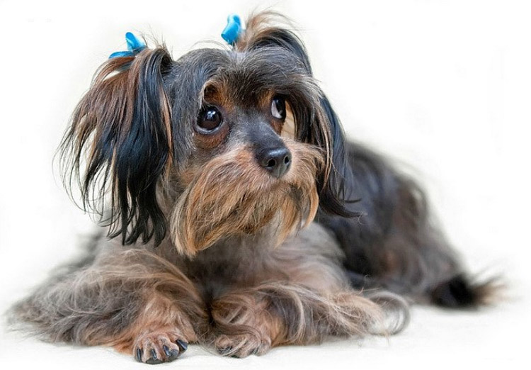 magnifique orchidée de Saint-Pétersbourg