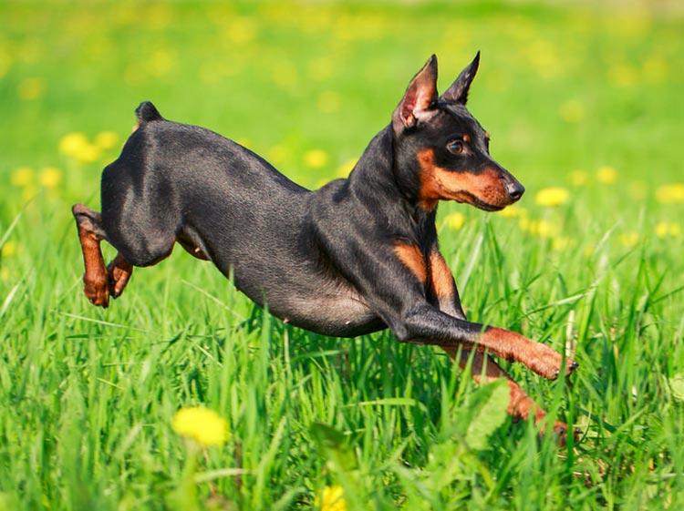 photo de pinscher miniature