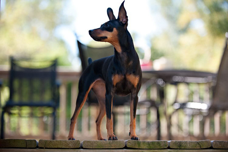 Chiens Pinscher nain