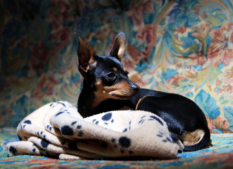 pinscher nain noir