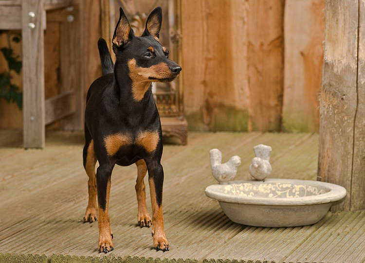 Pinscher nain