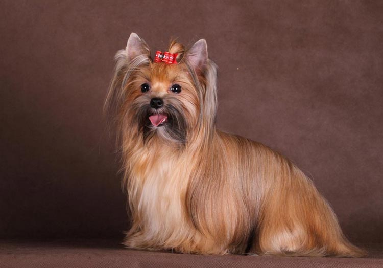 chien de salon russe