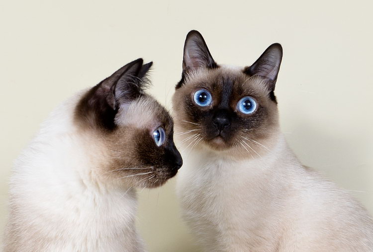 yeux de chat Scythe-toy-bob