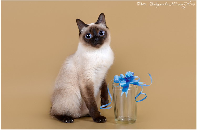 le plus petit chat du monde