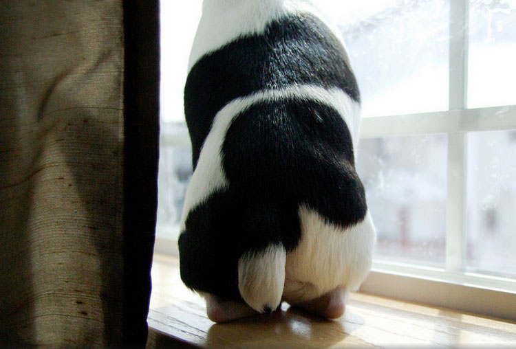 prix du Toy Fox Terrier