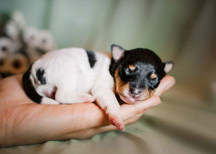 chiot Toy Fox Terrier