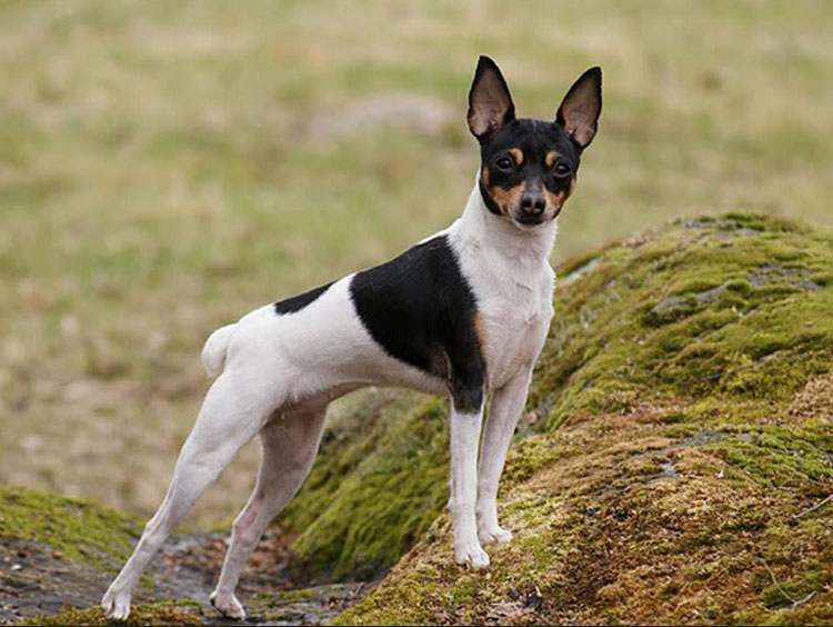 photo de Toy Fox Terrier