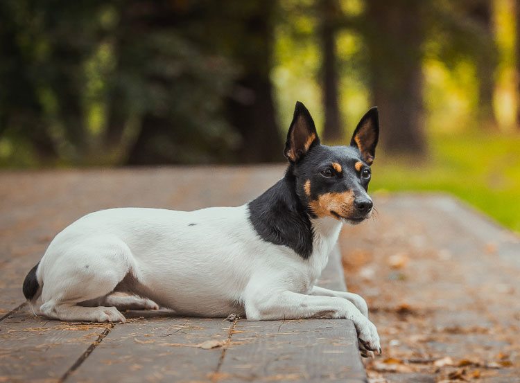 Toy Fox Terrier