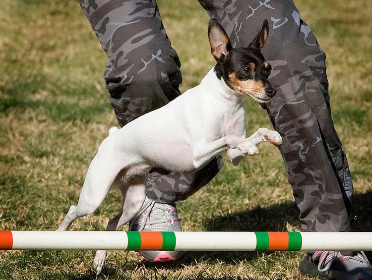 race de chien American Toy Fox Terrier