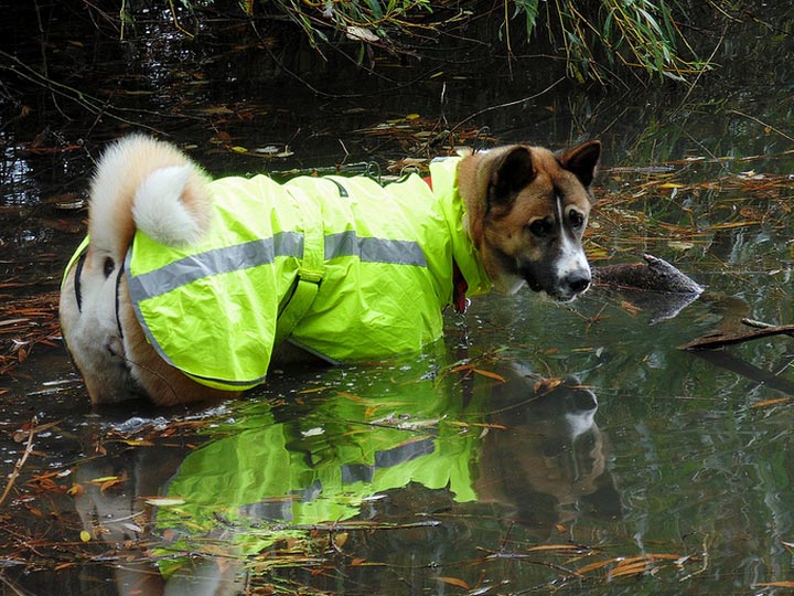 Dressage d'Akita américain