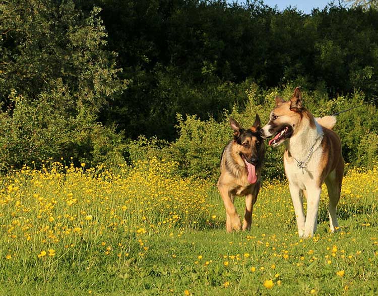 Akita américain et Berger