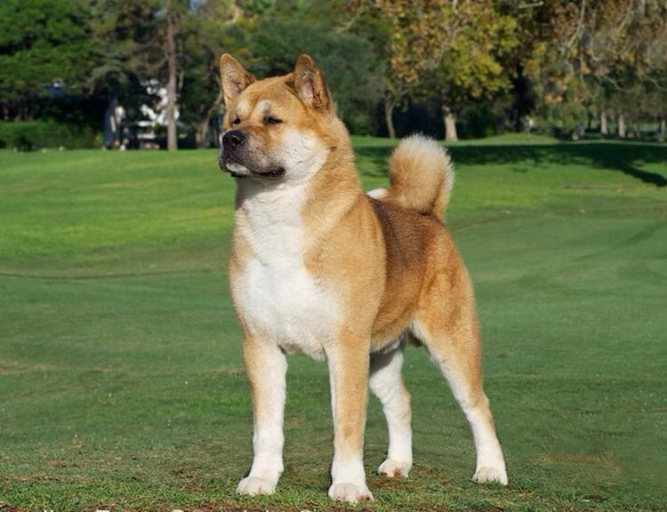 standard de la race Akita américain