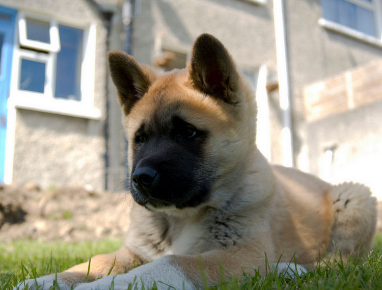 acheter un chiot Akita