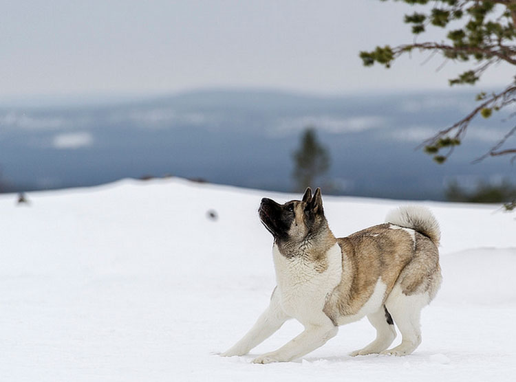Akita américain dans la neige