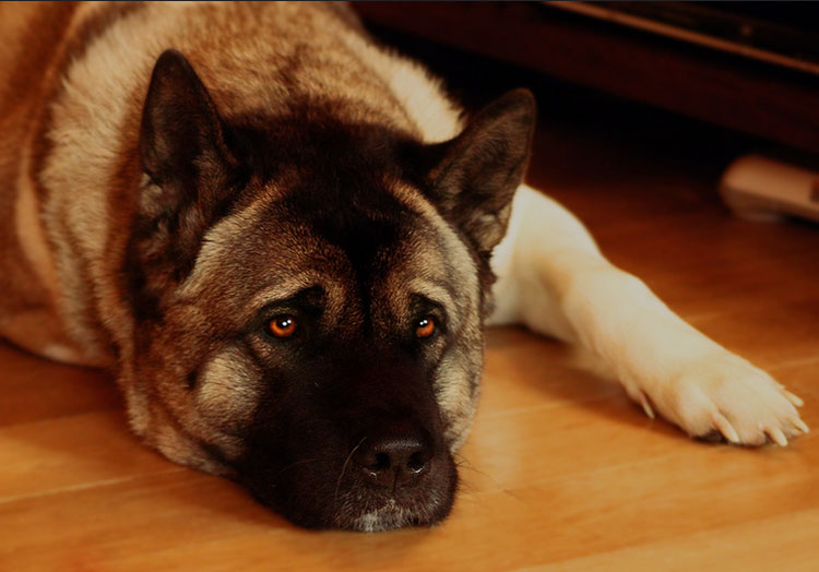 Personnalité de l'Akita américain