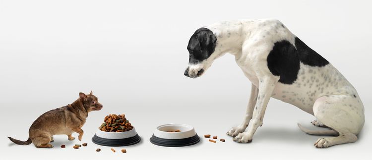 Les chiens mangent des croquettes