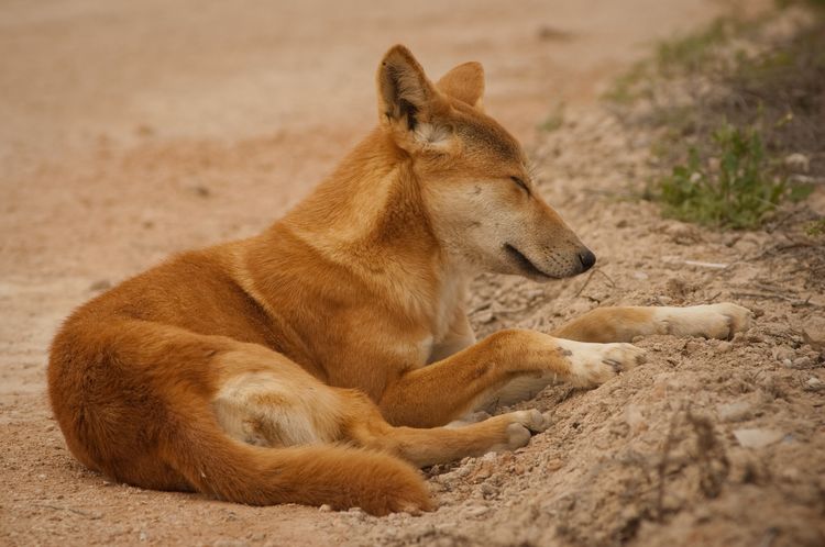 Dingo, chien sauvage