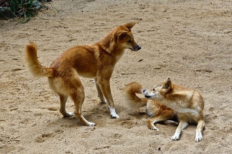 chiens dingos