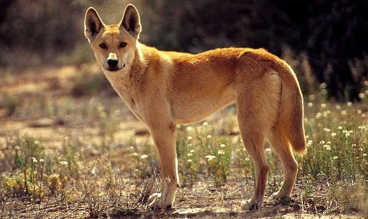 Dingo, chien sauvage