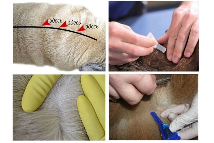 Comment appliquer des gouttes sur le garrot d'un chien