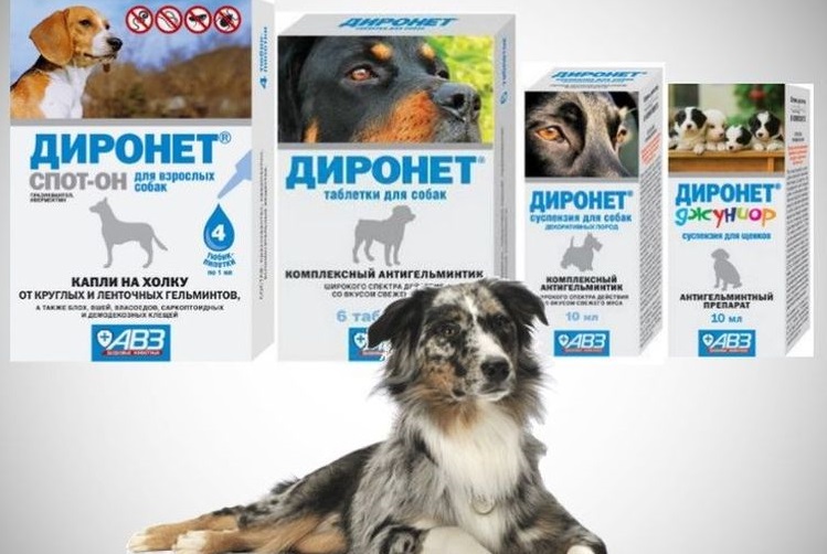 Dironet pour chiens
