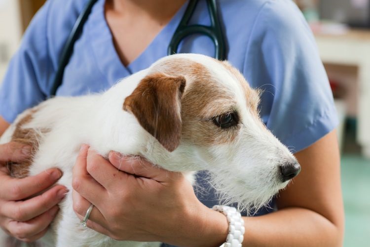 Un chien chez le vétérinaire