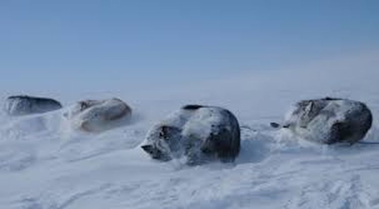 Chien de traîneau tchouktche