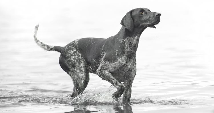 Mélange sportif norvégien