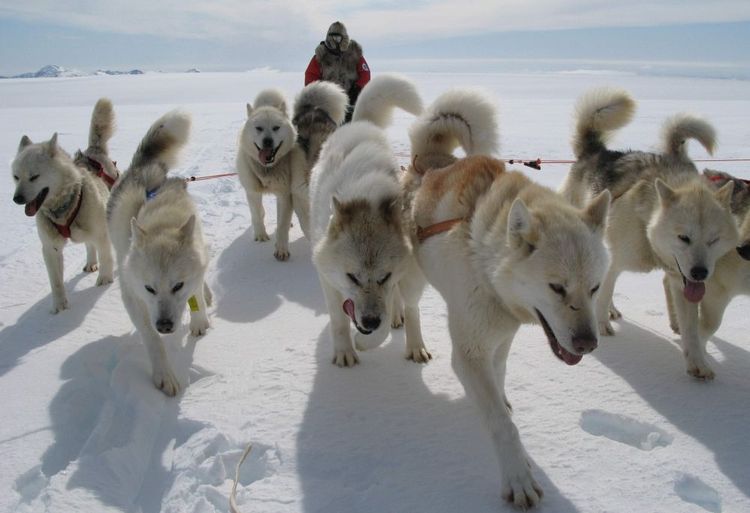 chien de traîneau du Groenland