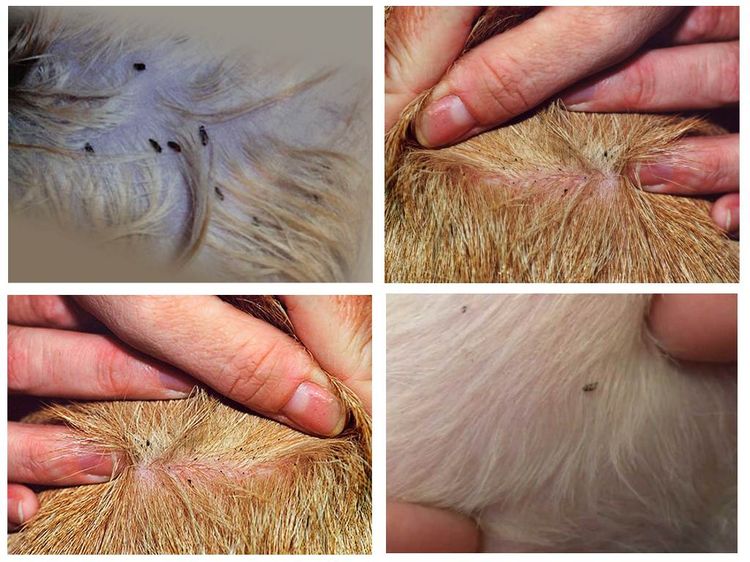 Des puces sur un chien