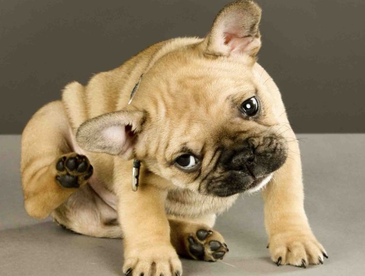 Les oreilles du chien le démangent.