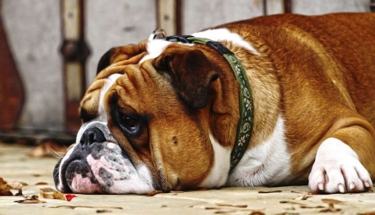 Un chien léthargique