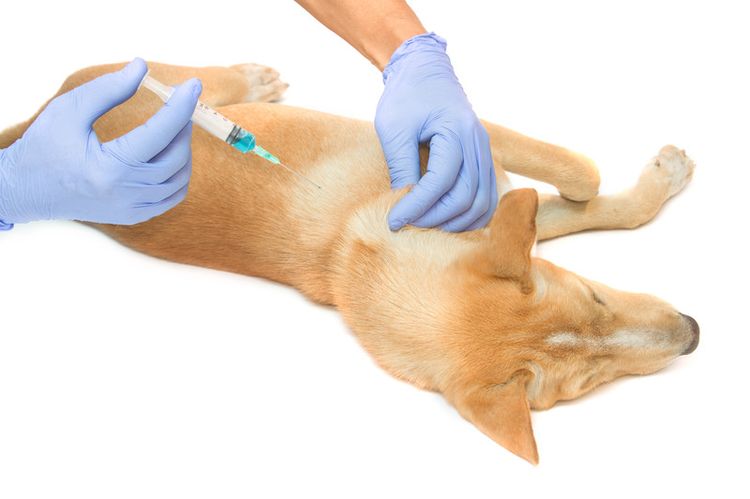 Injection sous-cutanée pour un chien