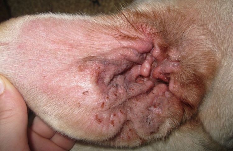 Otite allergique chez le chien
