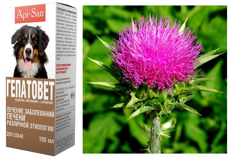 Le chardon-Marie fait partie des produits Hepatovet