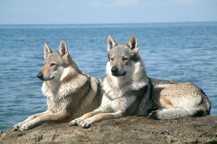 Chien-loup tchécoslovaque