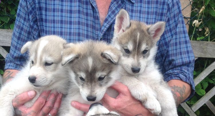 Un hybride de chien et de loup