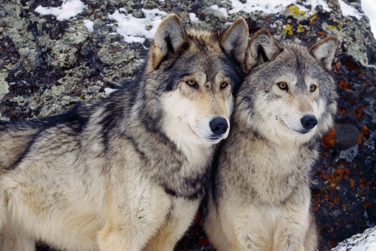 Un couple de chiens-loups