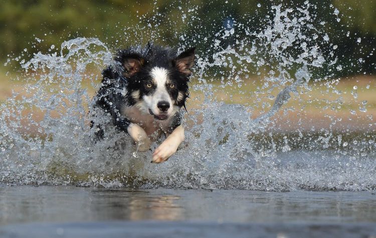 Un chien court dans l'eau