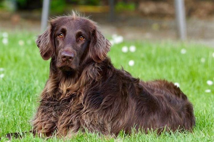 Le chien est couché sur l'herbe.