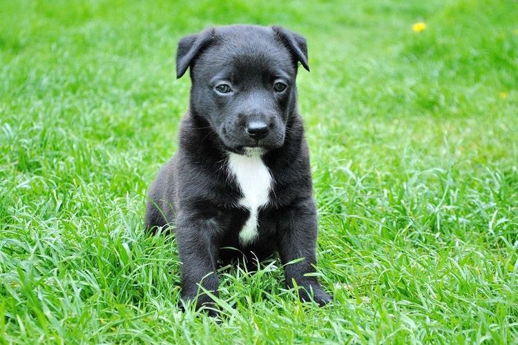Chiot noir avec une poitrine blanche