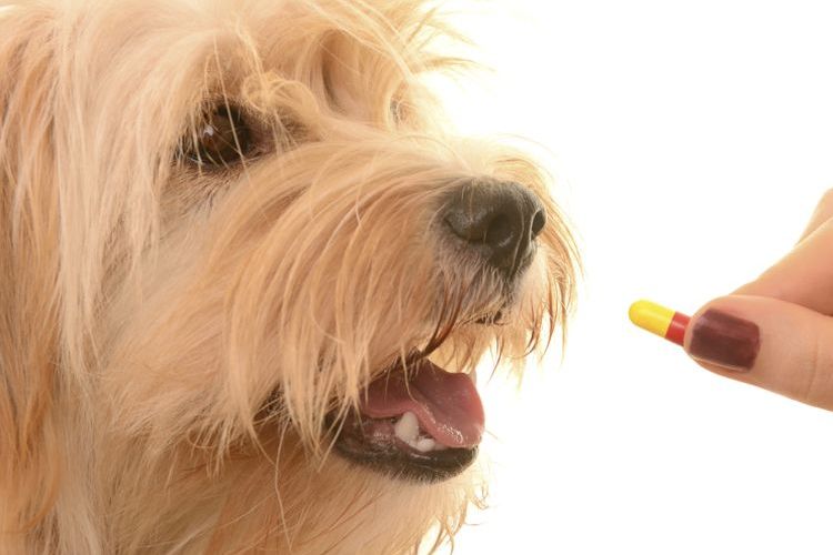 On donne une pilule au chien