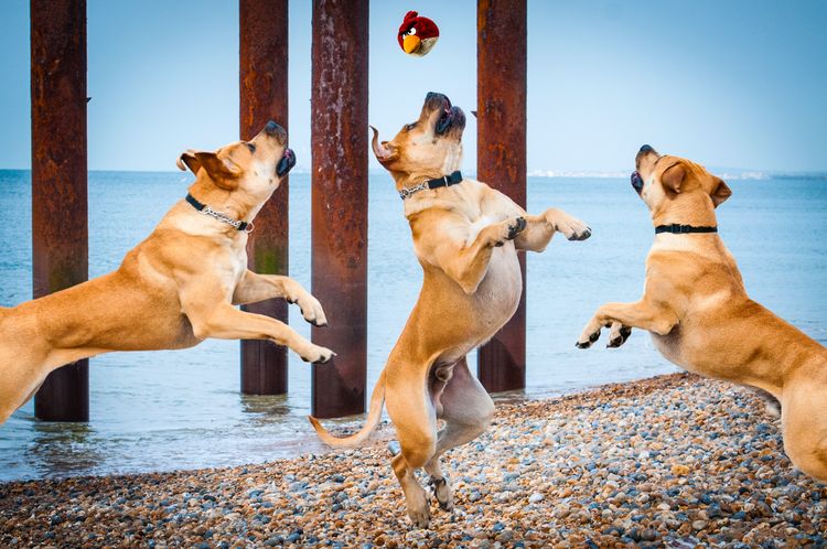 chiens en bonne santé